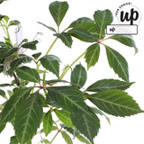 Vigne vierge de Chine - Parthenocissus henryana - H 65 cm, pot Ø15 cm