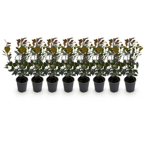 Photinia Little Red Robin – Lot de 8 – Hauteur 30 cm