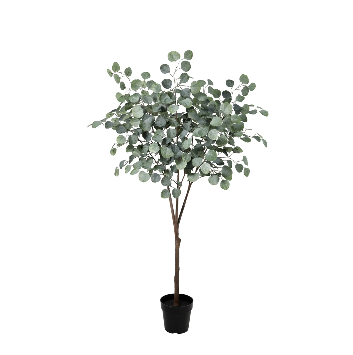 Eucalyptus plante artificielle