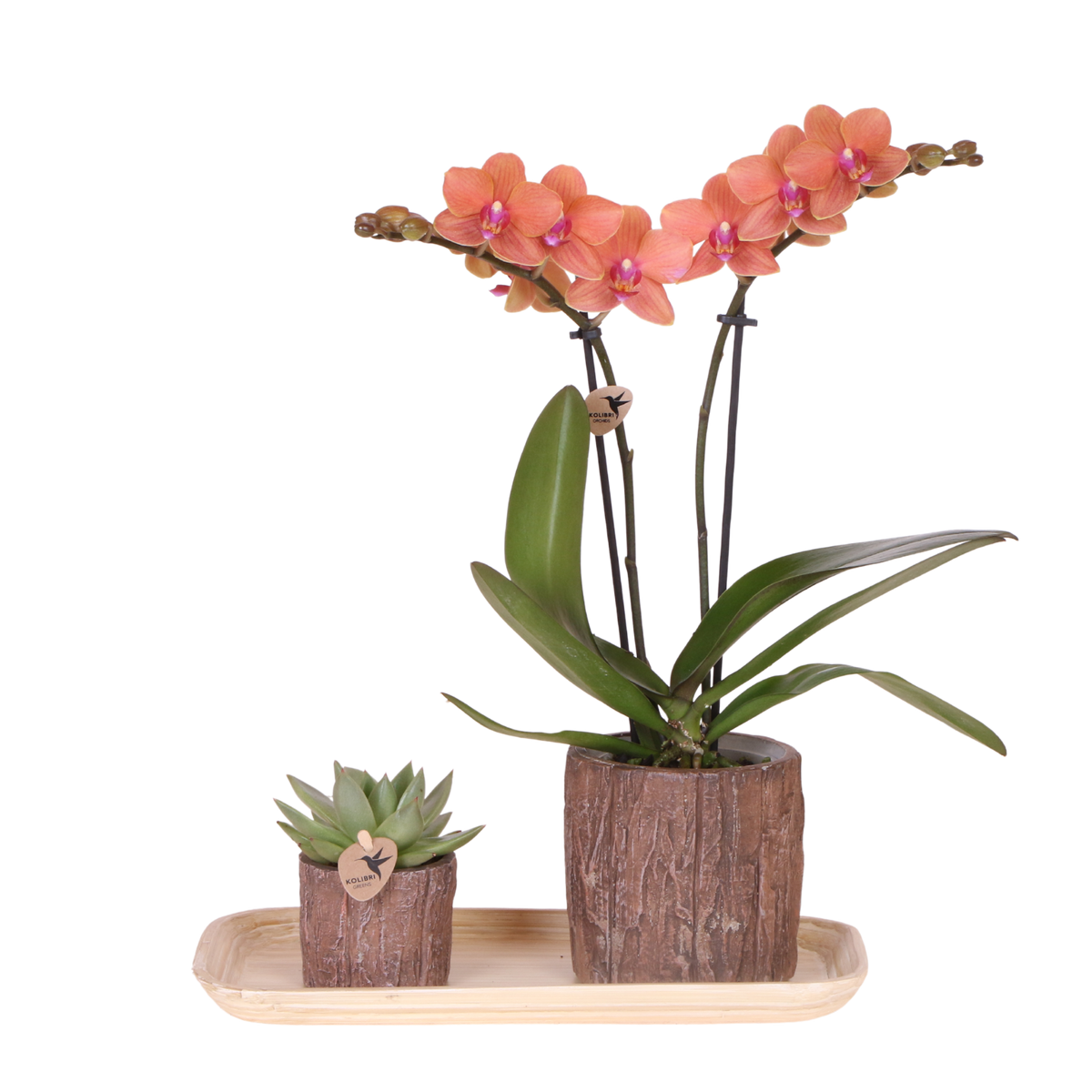 Orchidée Phalaenopsis orange Mineral Bolzano et succulente - coffret Tree - pot Ø9 cm