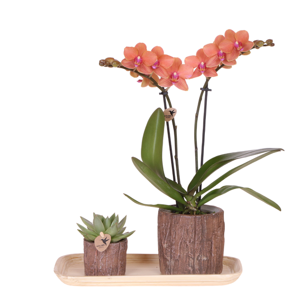 Orchidée Phalaenopsis orange Mineral Bolzano et succulente - coffret Tree