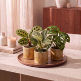 Baby plantes surprise avec cache-pots Linnea miel - lot de 3 mini plantes tropicales
