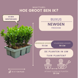 Buis NewGen Freedom en godet - 72 plants - H 15 cm, pot Ø7 cm