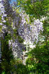 Glycines de Chine Caroline - Wisteria sinensis - 2 plants - H 65 cm, pot Ø15 cm