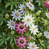 Passiflores tricolores - lot de 12 plants - pot Ø9 cm
