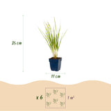 Calamagrostis Karl Foerster - Calamagrostis × acutiflora - H 15-25 cm, pot Ø11 cm - photo 3