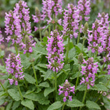 Bétoine Ukkie - H 15-25 cm, pot Ø11 cm