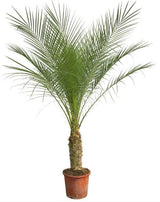 Phoenix Roebelenii op stam - 210cm - 200cm