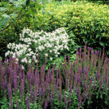 Sauge des bois Ostfriesland en godet - Salvia nemorosa - H 10-25 cm, pot Ø9 cm - photo 6
