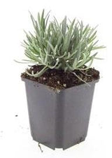 Lavandin Edelweiss en godet - Lavandula x intermedia - H 10-25 cm, pot Ø9 cm - photo 3