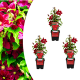 Clématite Rouge Cardinal en godet - Clématite à grandes fleurs - pot Ø9 cm
