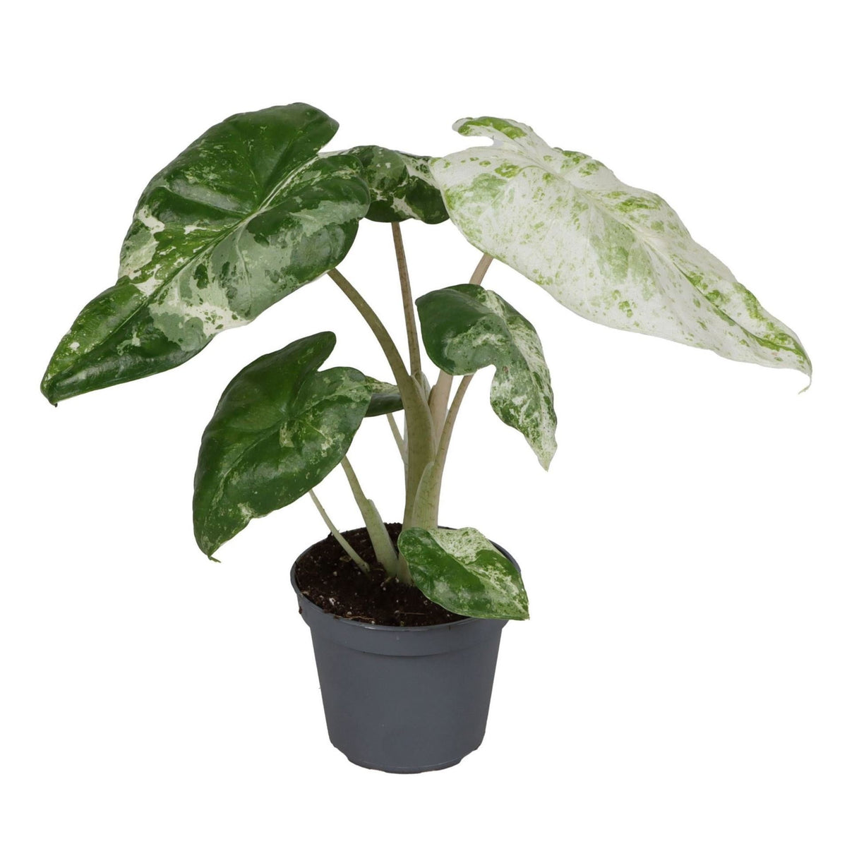 Mini Alocasia odora panachée - Alocasia odorante - H 15 cm, pot Ø6 cm