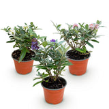 Buddleia nain Butterfly Candy en mélange - H 20-25 cm, pot Ø12 cm