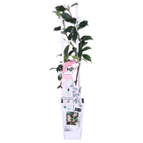 Jasmin étoilé Star of Ibiza rose - Trachelospermum - H 65 cm, pot Ø15 cm