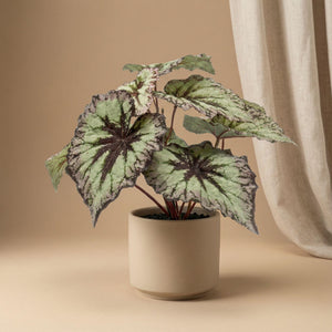 Begonia plante artificielle