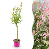Saule crevette Flamingo - H 70-80 cm, pot Ø17 cm