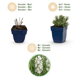 Lavande blanche Edelweiss - H 15-25 cm, pot Ø11 cm