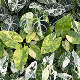 Baby Alocasia Tricolour Variegata - lot de 3 mini plantes