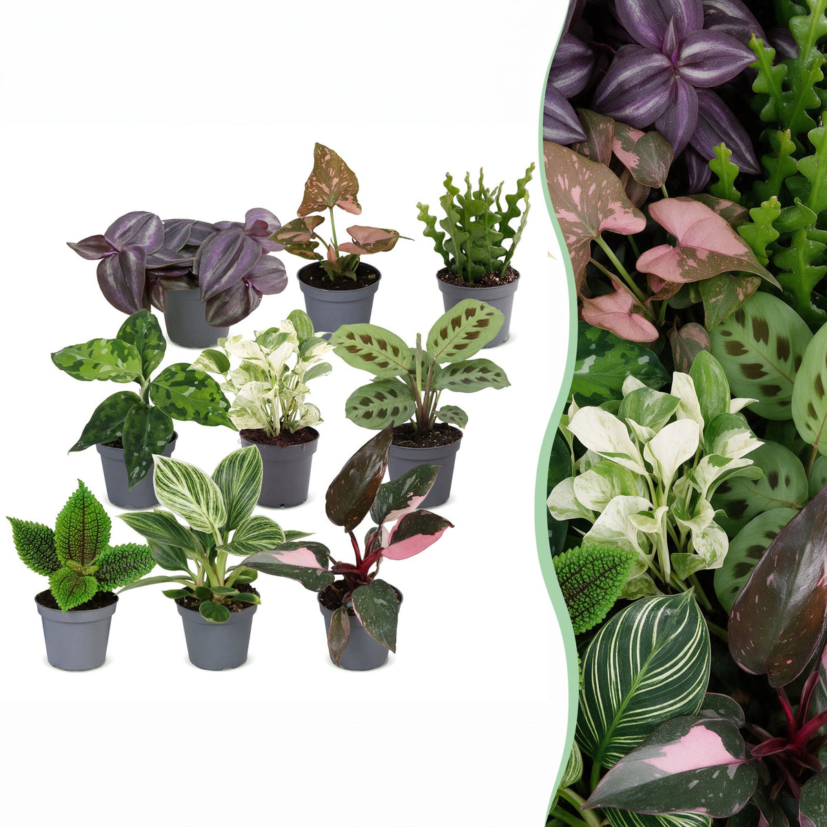 Baby plantes surprise - lot de 3 à 12 mini plantes tropicales - pot Ø6 cm