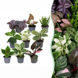 Baby plantes surprise - lot de 3 à 12 mini plantes tropicales - pot Ø6 cm