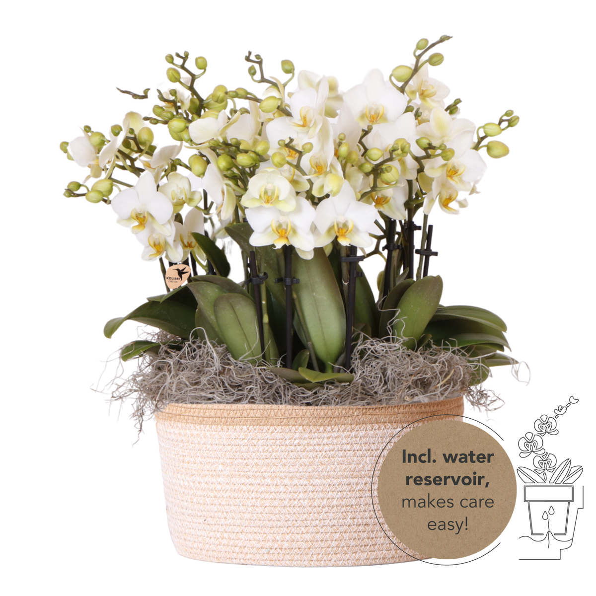 Orchidées Phalaenopsis blanches Blossom Lausanne en panier Cotton - bouquet de 3 - H 45 cm, pots Ø12 cm