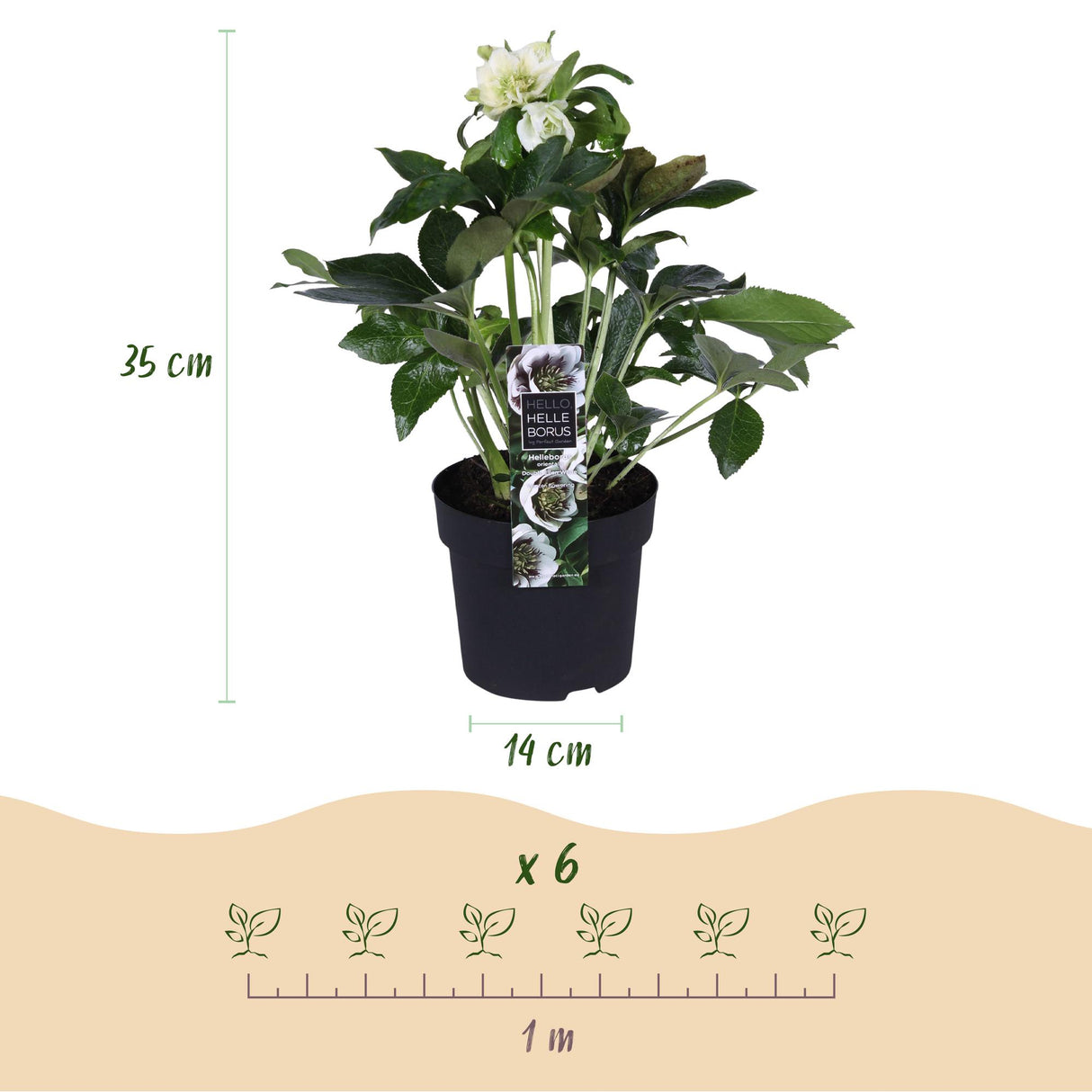 Hellébore d'Orient Double Ellen White – Lot de 2 – Pot 14 cm