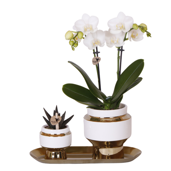 Orchidée Phalaenopsis blanche Mineral Amabilis et succulente - coffret Le Chic or