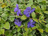 Petite pervenche Ralph Shugert en godet - Vinca minor - H 10-25 cm, pot Ø9 cm - photo 6