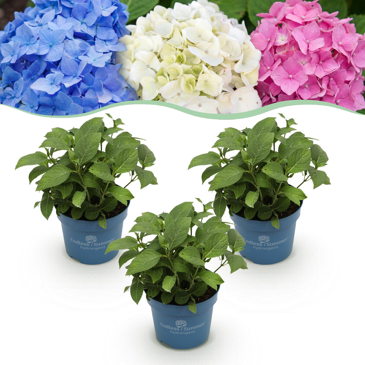 Hortensias Endless Summer en mélange - H 20-25 cm, pot Ø14 cm