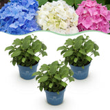Hortensias Endless Summer en mélange - H 20-25 cm, pot Ø14 cm