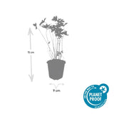 Géranium vivace Johnson's Blue en godet - Geranium hybride - H 10-25 cm, pot Ø9 cm - photo 2