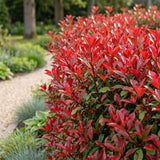 Kit haie Photinia Red Robin - H 25-35 cm, pot Ø9 cm