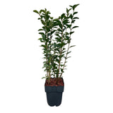 Troène de Californie - H 55 cm, pot Ø17 cm