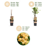 Groseillier blanc Witte Parel - Ribes rubrum - 2 plants - H 50 cm, pot Ø15 cm