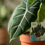 Alocasia Frydek – Oreille d'éléphant veloutée | Pot 19 cm