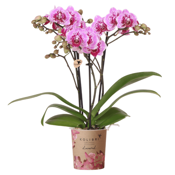 Orchidée Phalaenopsis rose et violette Diamond El Salvador