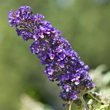 Arbre aux papillons Black Night - Buddleja davidii - H 25 cm, pot Ø17 cm