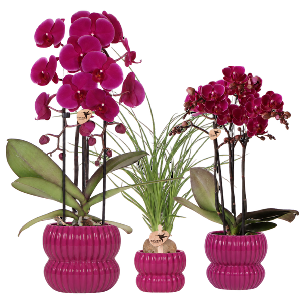 Orchidées violettes et Beaucarnea avec cache-pots Horizon violets - lot de 3