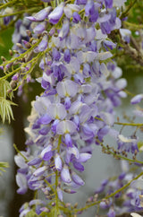 Glycine de Chine Caroline - Wisteria sinensis - H 65 cm, pot Ø15 cm