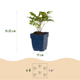 Astilbe en mélange - H 15-25 cm, pot Ø11 cm - photo 3
