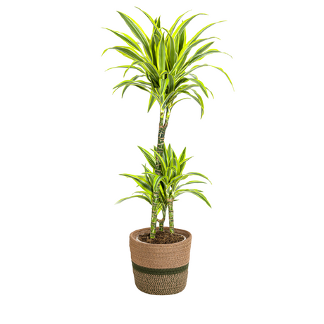 Dracaena Lemon Lime avec cache-pot