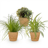 Mix plantes pet-friendly x3 – Cyperus, Callisia, Chlorophytum