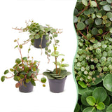 Baby Peperomia - Hope, Pepperspot et prostrata - lot de 3