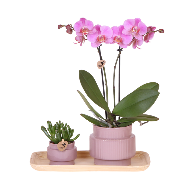 Orchidée Phalaenopsis rose-violet Mineral Frederikstad et succulente - coffret Allure violet