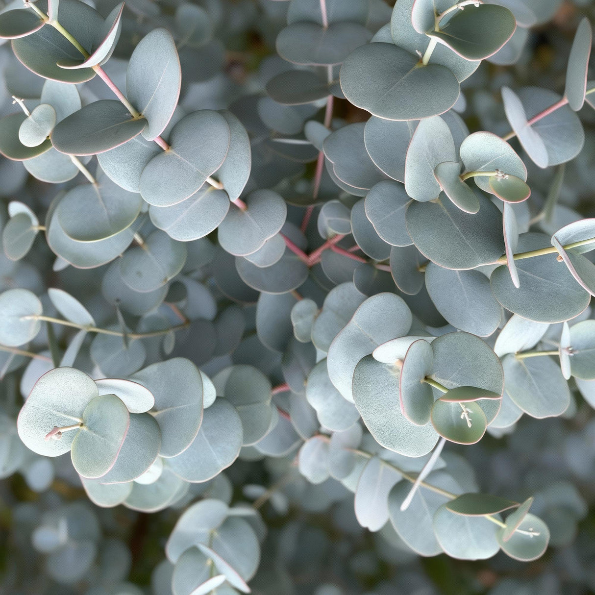 Eucalyptus gunnii Azura – Pot 19 cm – Hauteur 90 cm