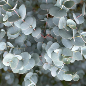 Eucalyptus gunnii Azura – Pot 19 cm – Hauteur 90 cm