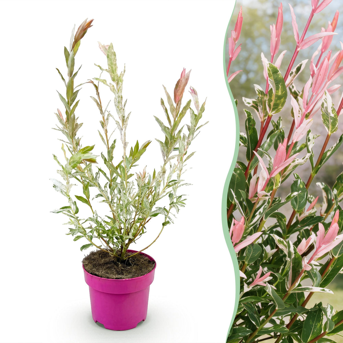 Saule crevette Flamingo - H 40-50 cm, pot Ø17 cm