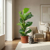Ficus Lyrata – Figuier violon | Pot 21 cm, Hauteur 75 cm