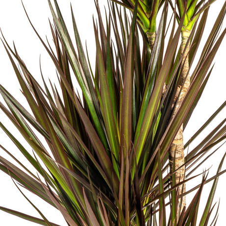 Dracaena Marginata Magenta