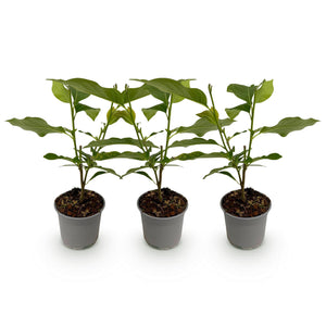 Magnolia Genie – Lot de 3 – Pot 12 cm – Hauteur 30 cm